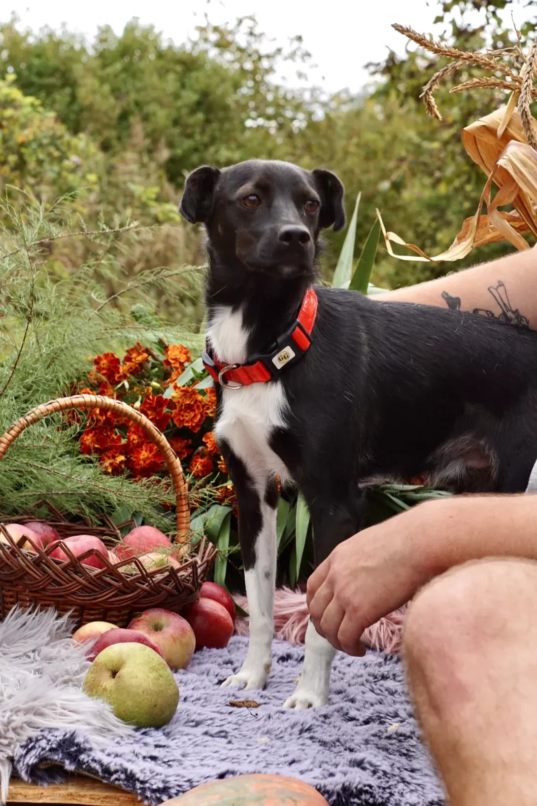 Murzik (Мурзік), male 4yo Mixed Breed for adoption at Happy Paw Khmelnytskyi Oblast