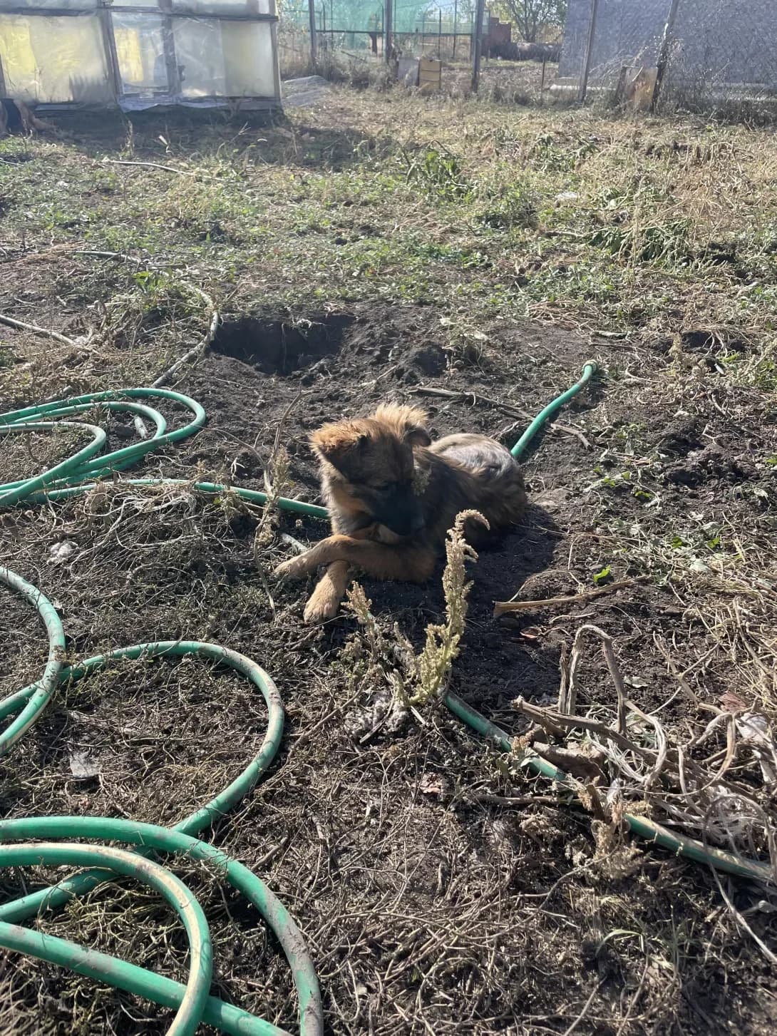 Businka (Бусинка), female young Mixed Breed for adoption at Happy Paw Zaporizhzhia