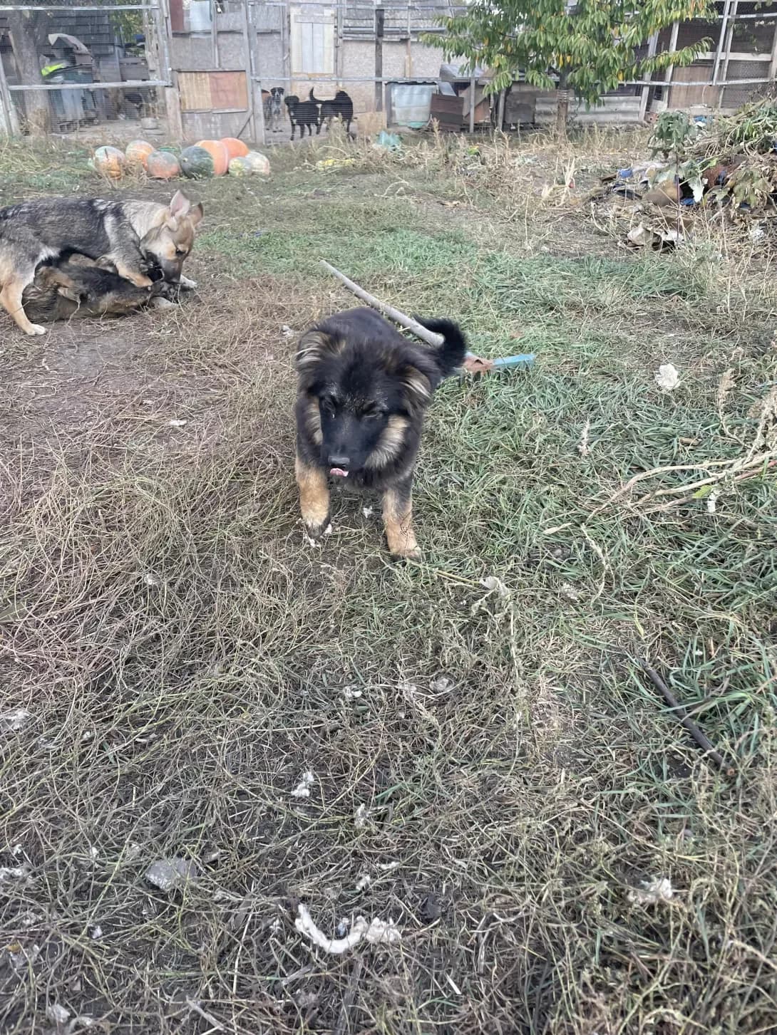 Ponochka (Поночка), female young Mixed Breed for adoption at Happy Paw Zaporizhzhia