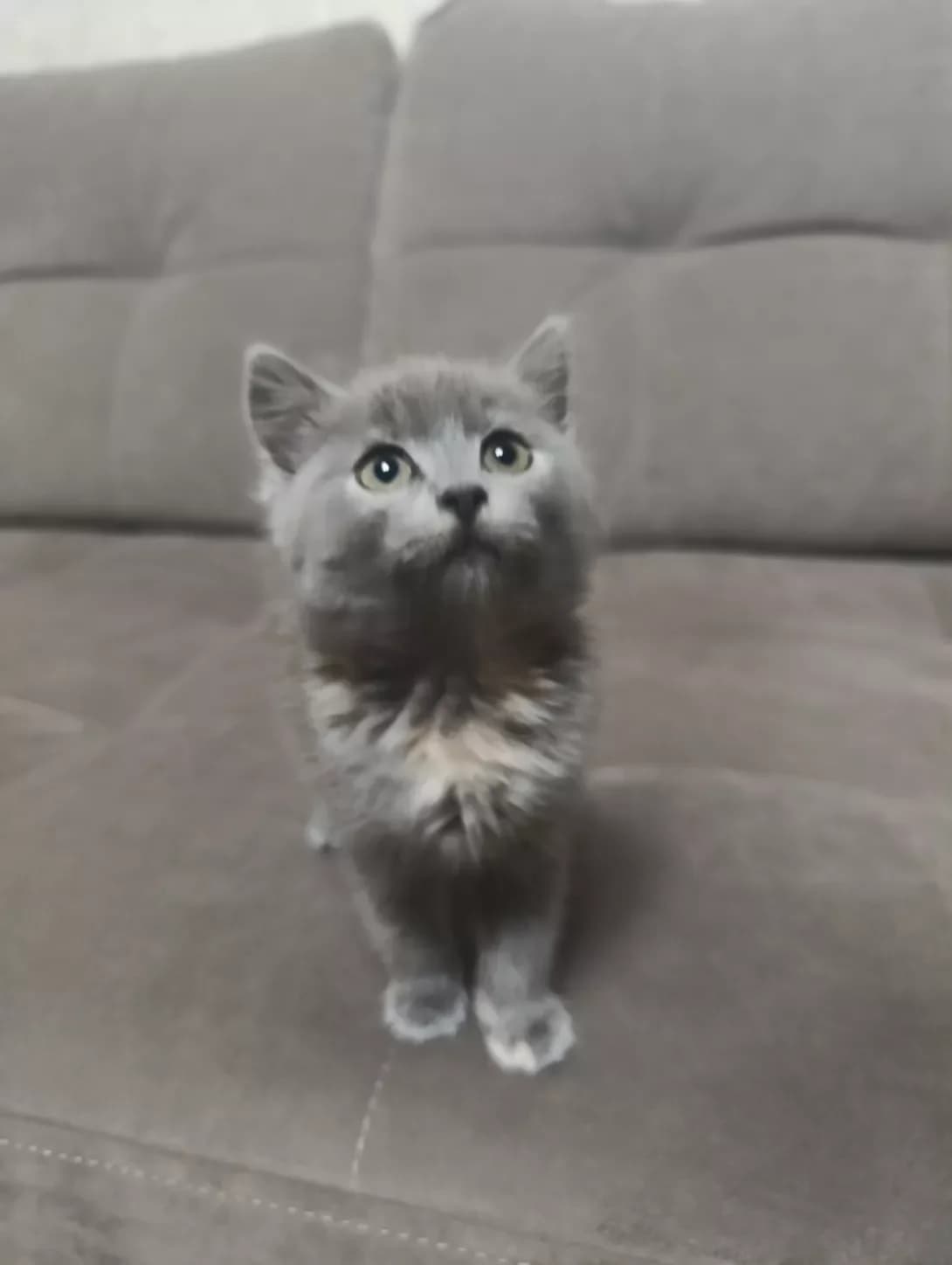 Busya (Буся), female puppy Mixed Breed for adoption at Happy Paw Cherkasy Oblast