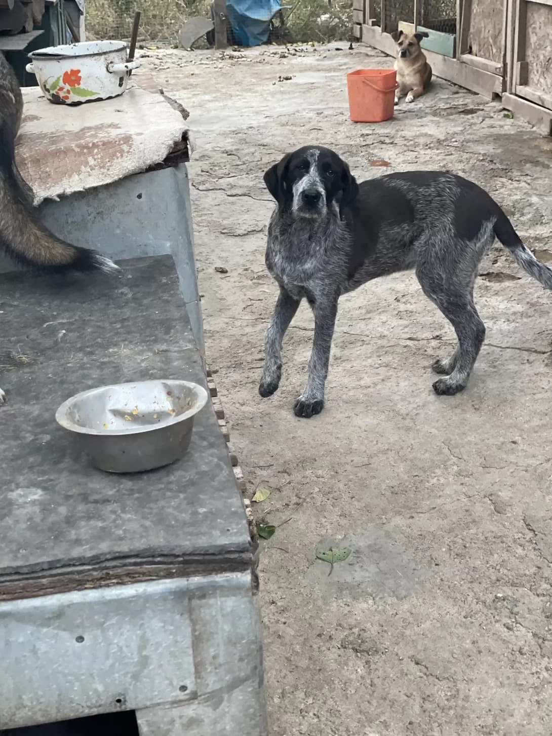 Nika (Ніка), female young Mixed Breed for adoption at Happy Paw Zaporizhzhia