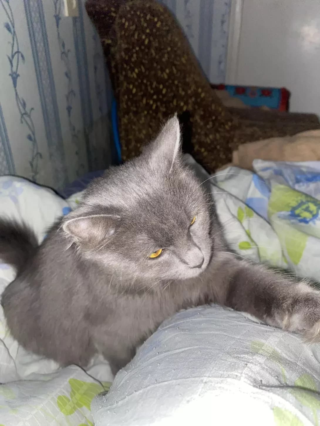 Sonya (Соня), female young Mixed Breed for adoption at Happy Paw Rivne Oblast