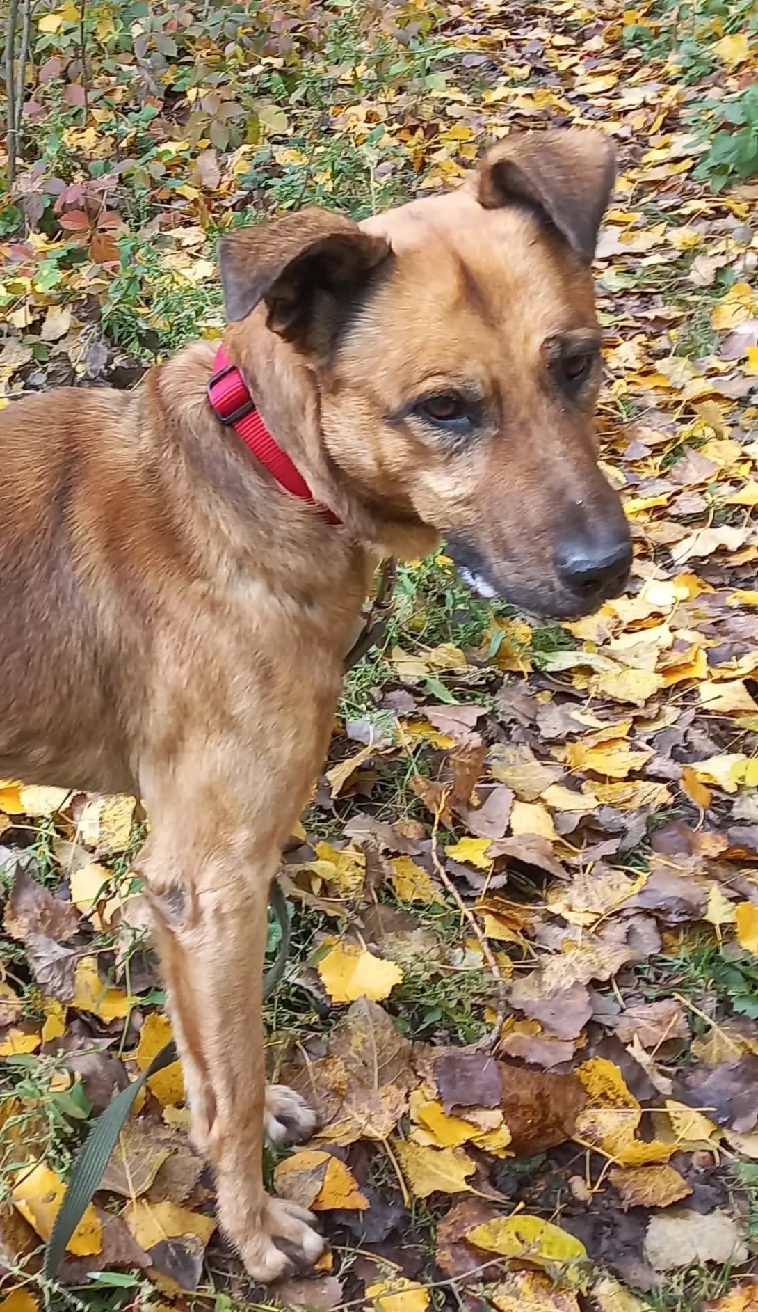 Tor (Тор), Mixed Breed (Happy Paw Kirovohrad)
