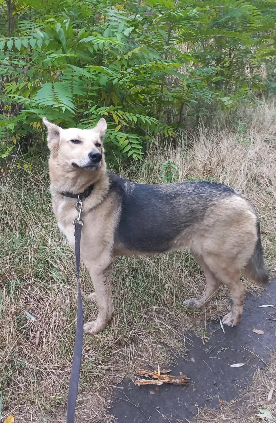 Yuta (Юта), Mixed Breed (Happy Paw Kirovohrad)