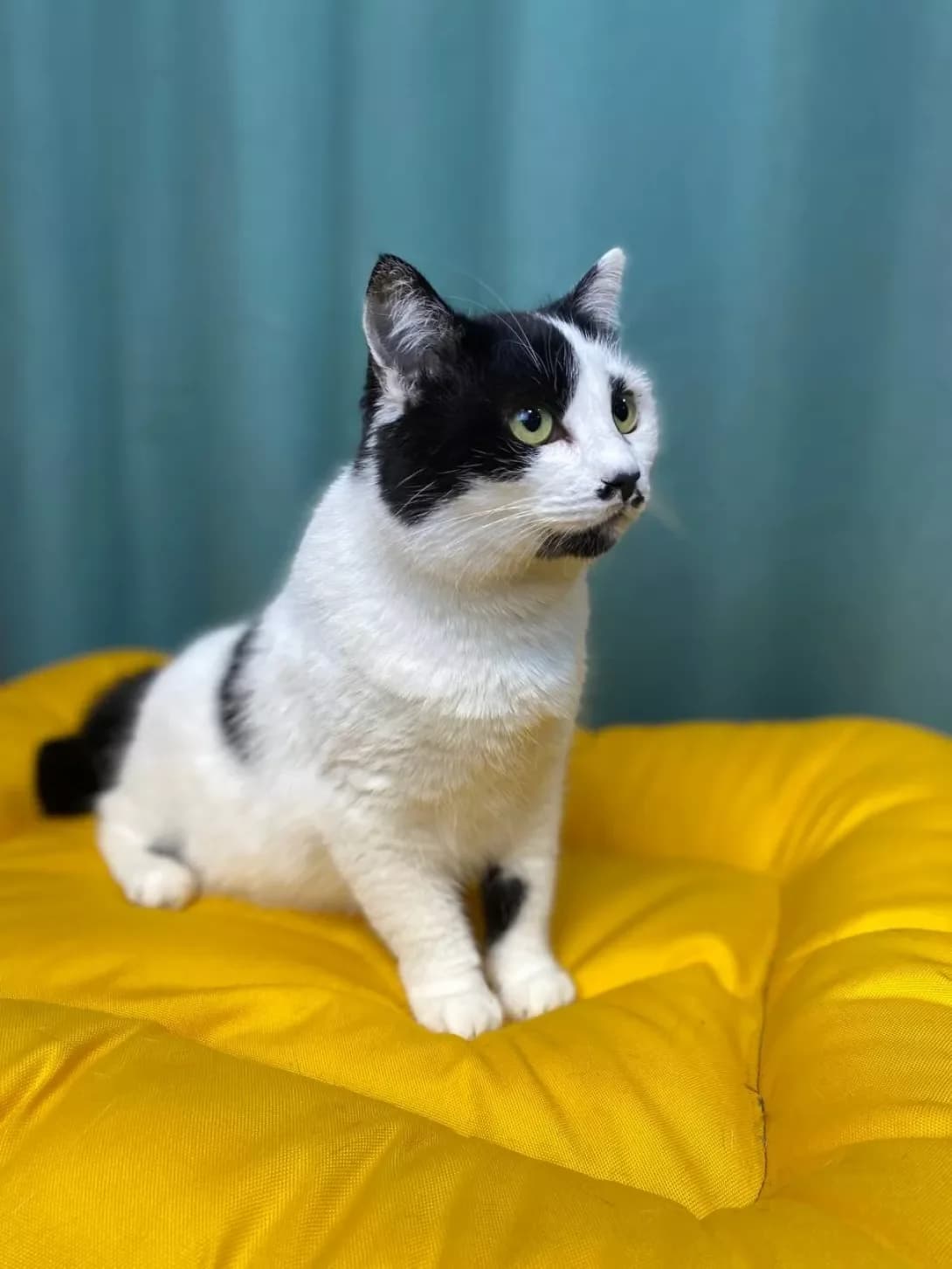 Burosha (Бурьоша), female young Mixed Breed for adoption at Happy Paw Sumy Oblast