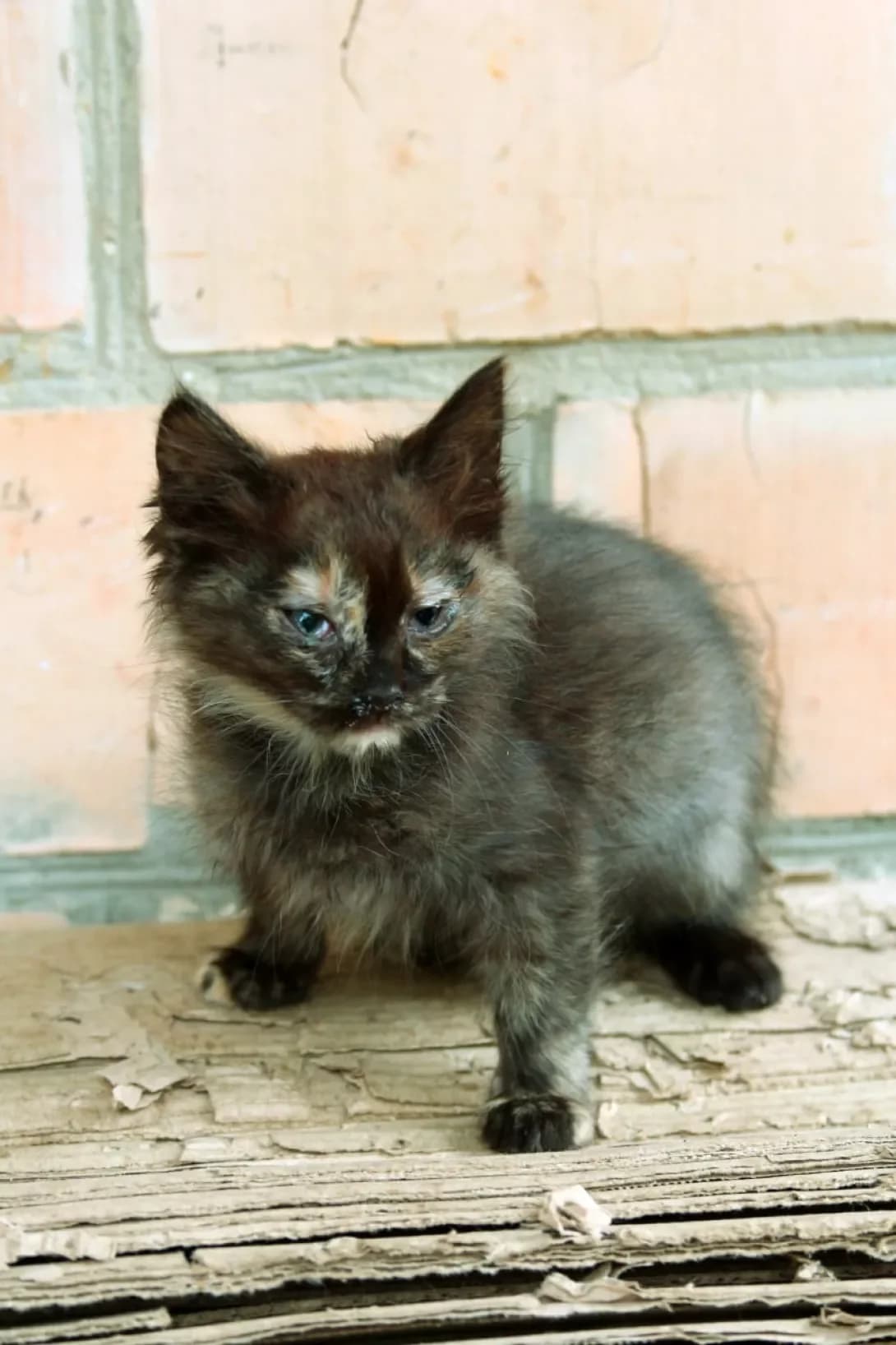 Pushinka (Пушинка), female puppy Mixed Breed for adoption at Happy Paw Kyiv Oblast