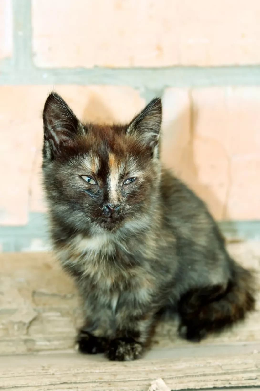 Chapus (Чапус), female puppy Mixed Breed for adoption at Happy Paw Kyiv Oblast