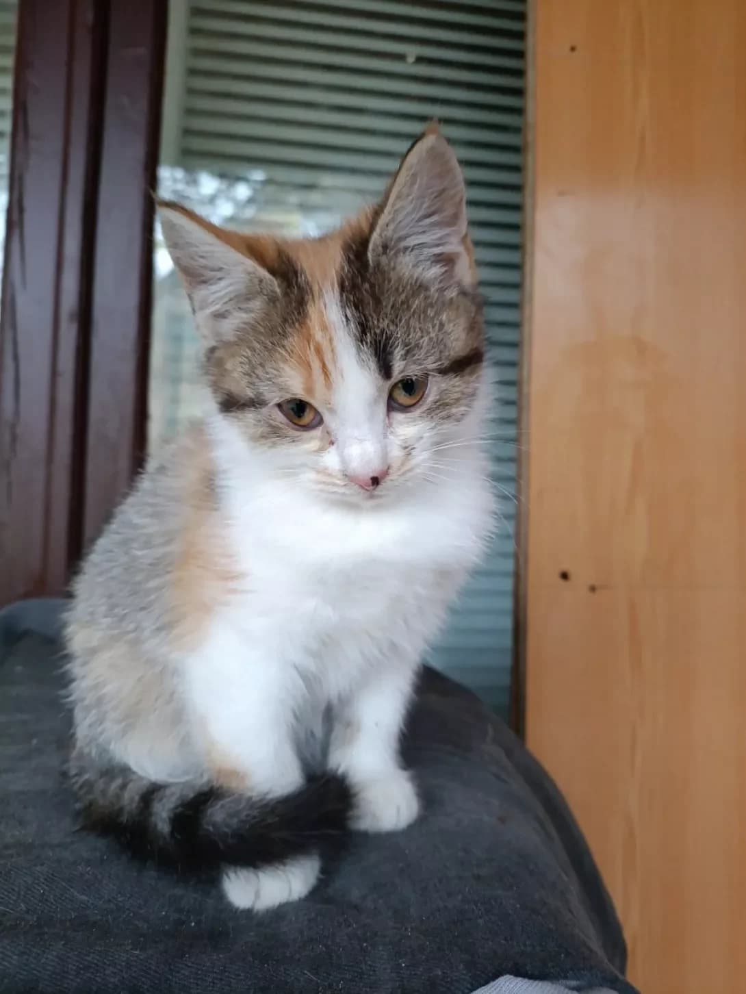 Mimiko (Міміко), female puppy Mixed Breed for adoption at Happy Paw Kyiv Oblast