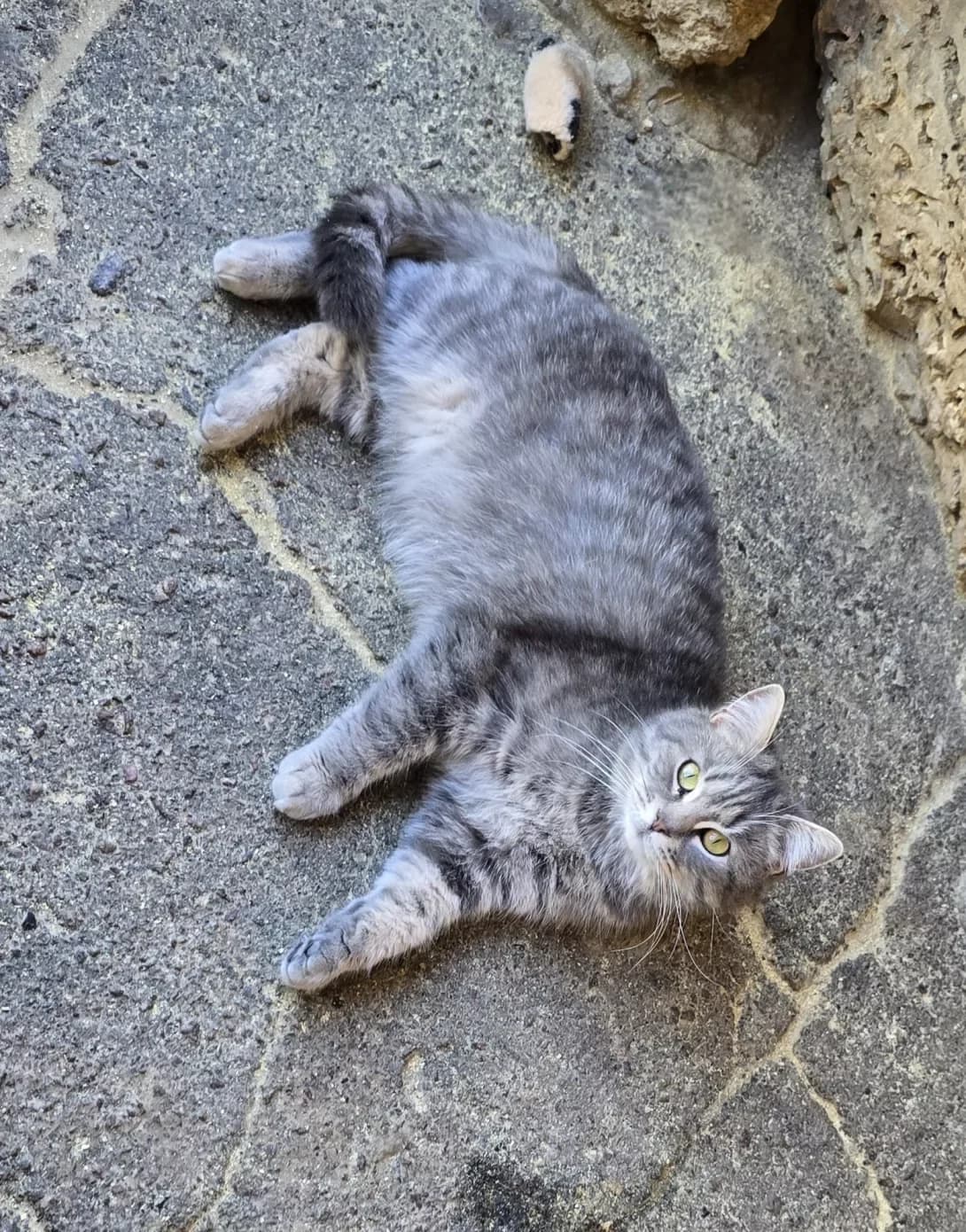 Meri (Мері), female 3yo Mixed Breed for adoption at Happy Paw Kherson Oblast