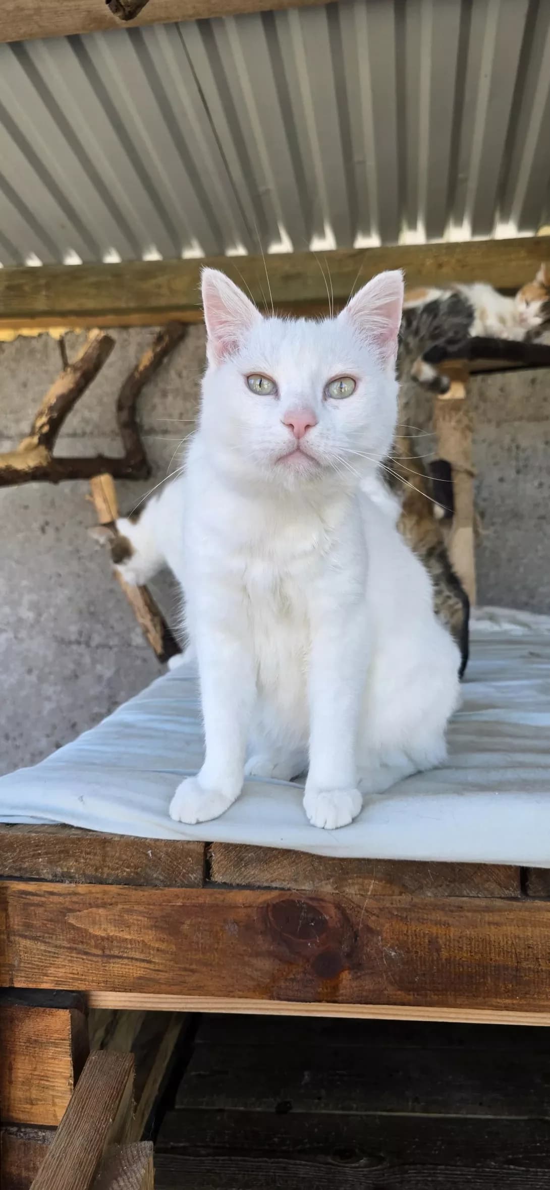 Blonda (Блонда), female 3yo Mixed Breed for adoption at Happy Paw Kherson Oblast