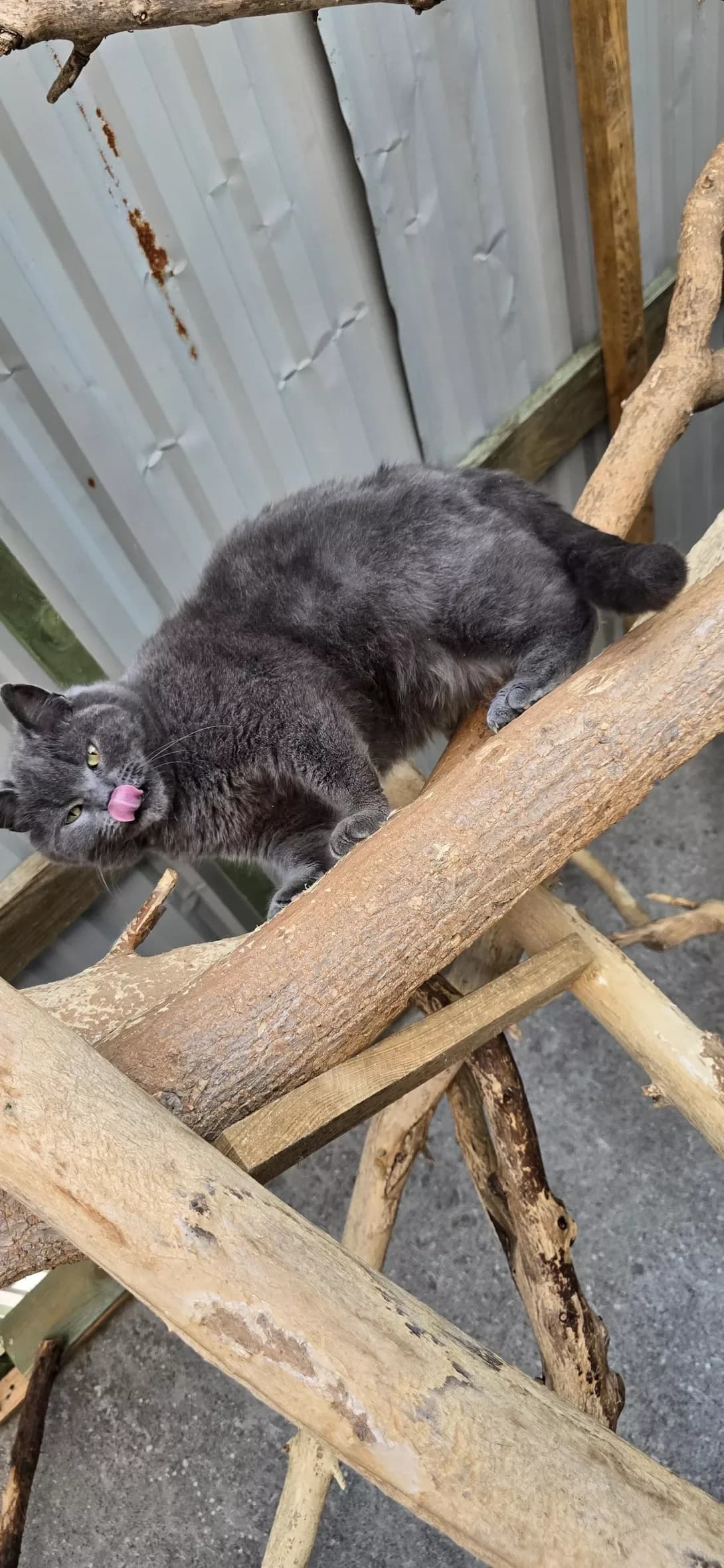 Grey (Грей), male 3yo Mixed Breed for adoption at Happy Paw Kherson Oblast