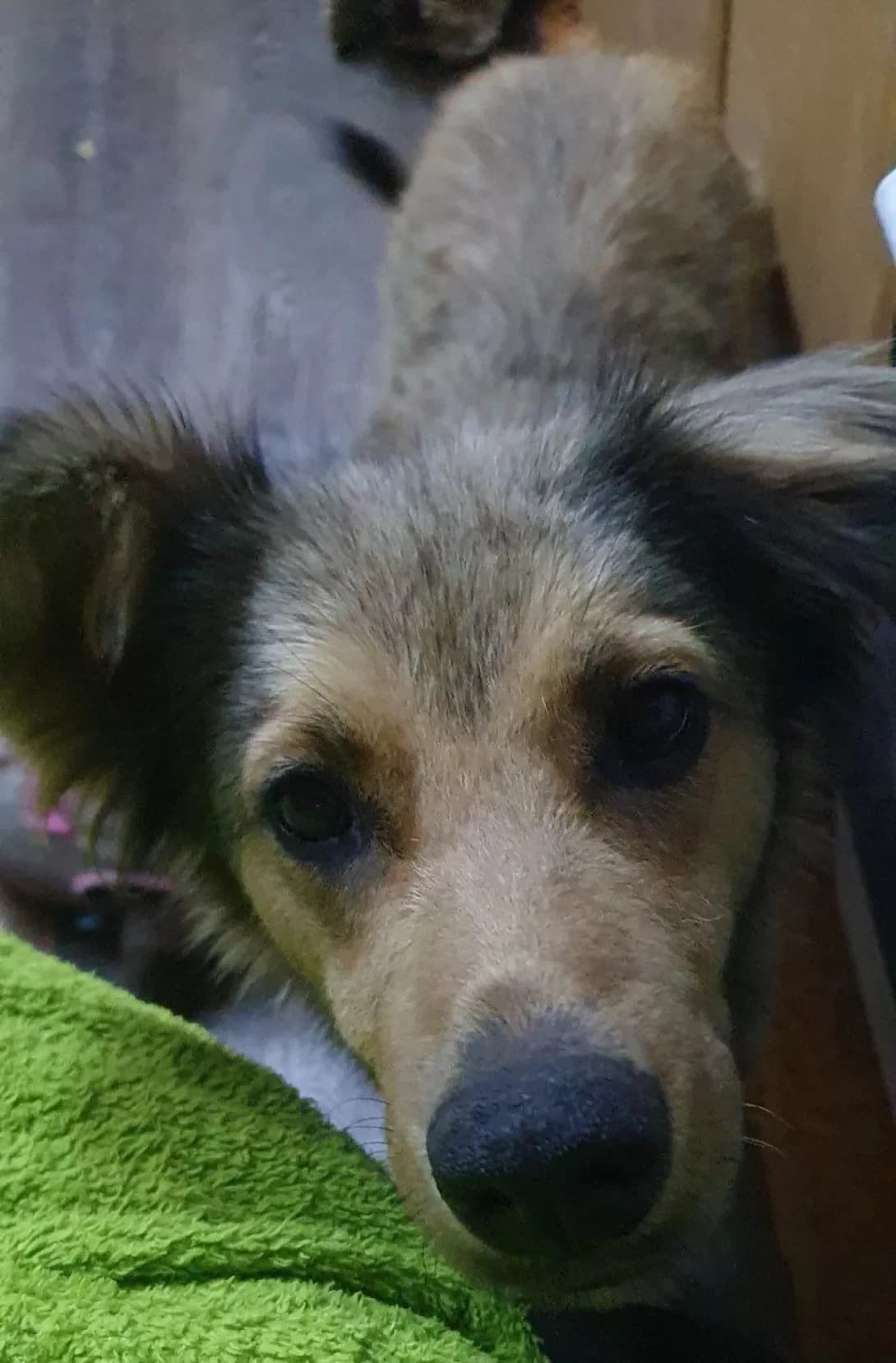 Beli (Белі), female 4yo Mixed Breed for adoption at Happy Paw Poltava