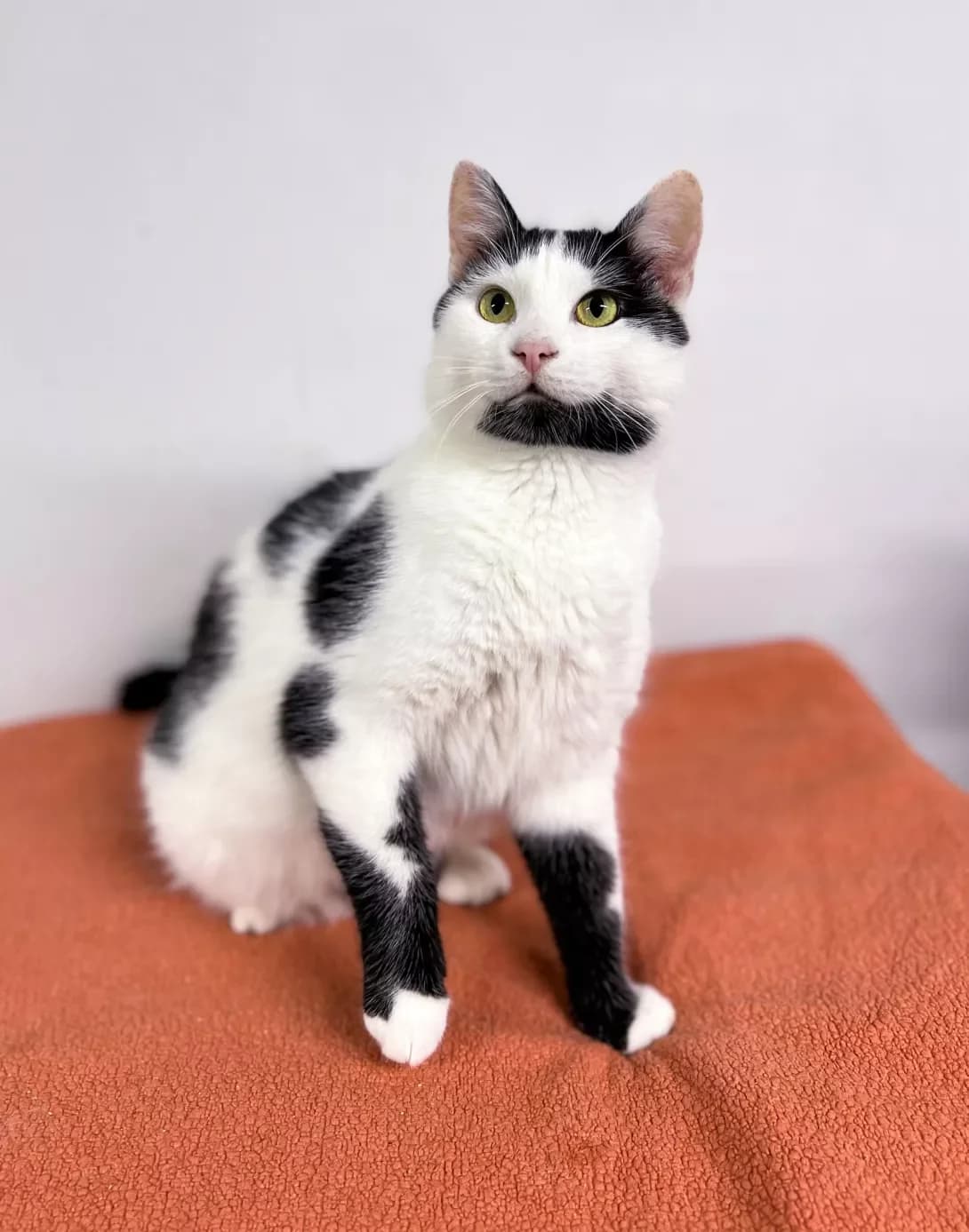 Oreo (Орео), male young Mixed Breed for adoption at Happy Paw Khmelnytskyi Oblast