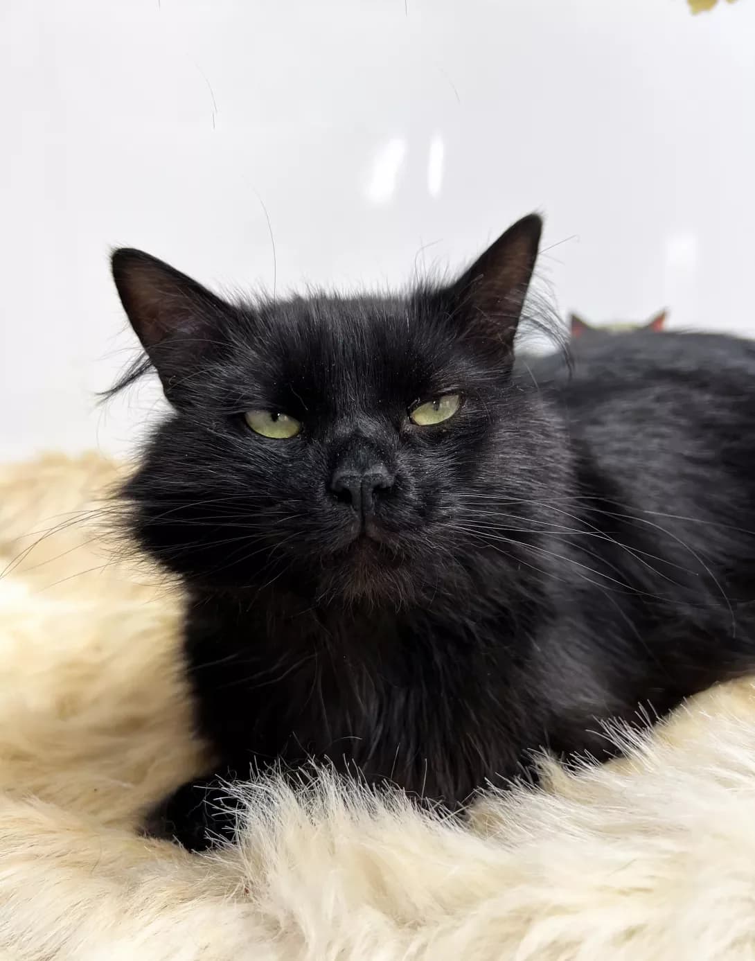 Tsigan (Циган), male young Mixed Breed for adoption at Happy Paw Khmelnytskyi Oblast