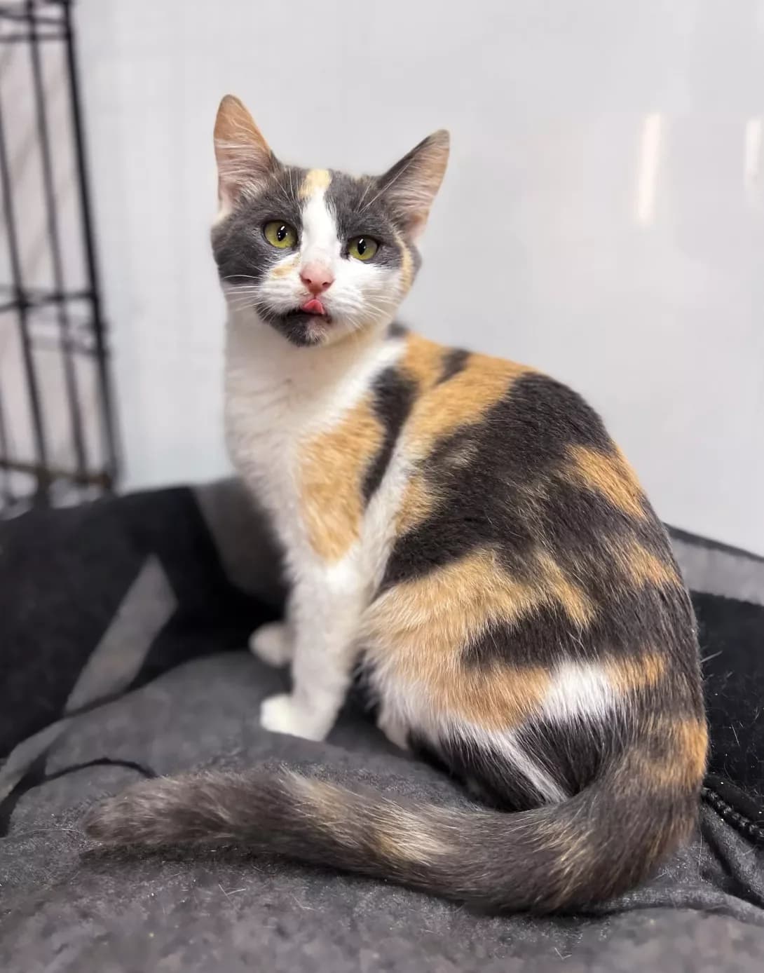 Koshenya (Кошеня), female puppy Mixed Breed for adoption at Happy Paw Khmelnytskyi Oblast