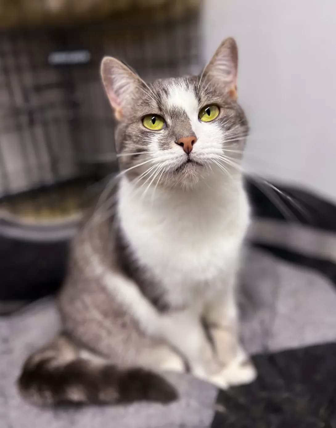 Bulka (Булка), female young Mixed Breed for adoption at Happy Paw Khmelnytskyi Oblast