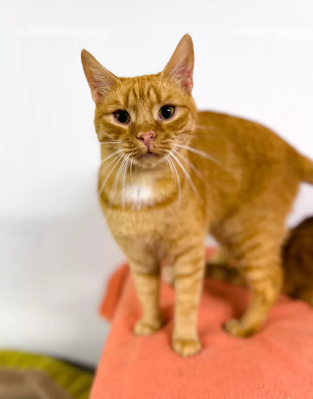 Kotik (Котик), male young Mixed Breed for adoption at Happy Paw Khmelnytskyi Oblast