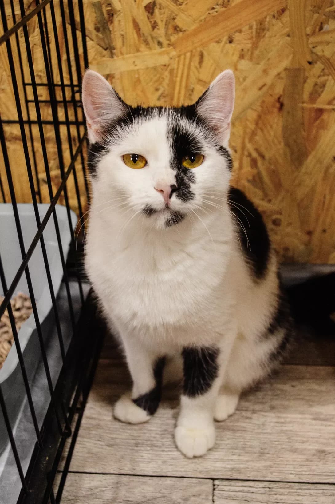 Kotenya (Котеня), female puppy Mixed Breed for adoption at Happy Paw Khmelnytskyi Oblast