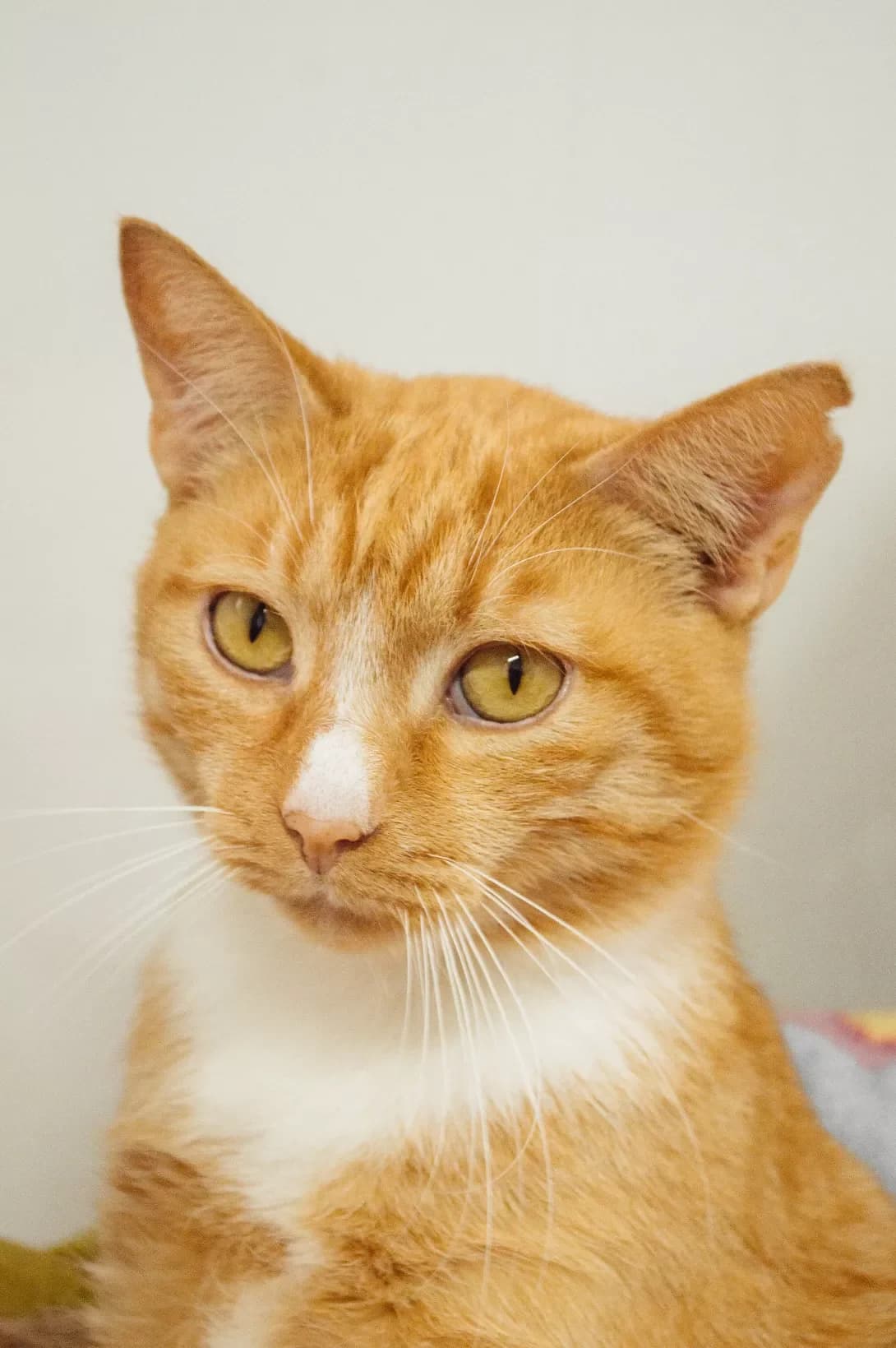 Kotik (Котик), male young Mixed Breed for adoption at Happy Paw Khmelnytskyi Oblast