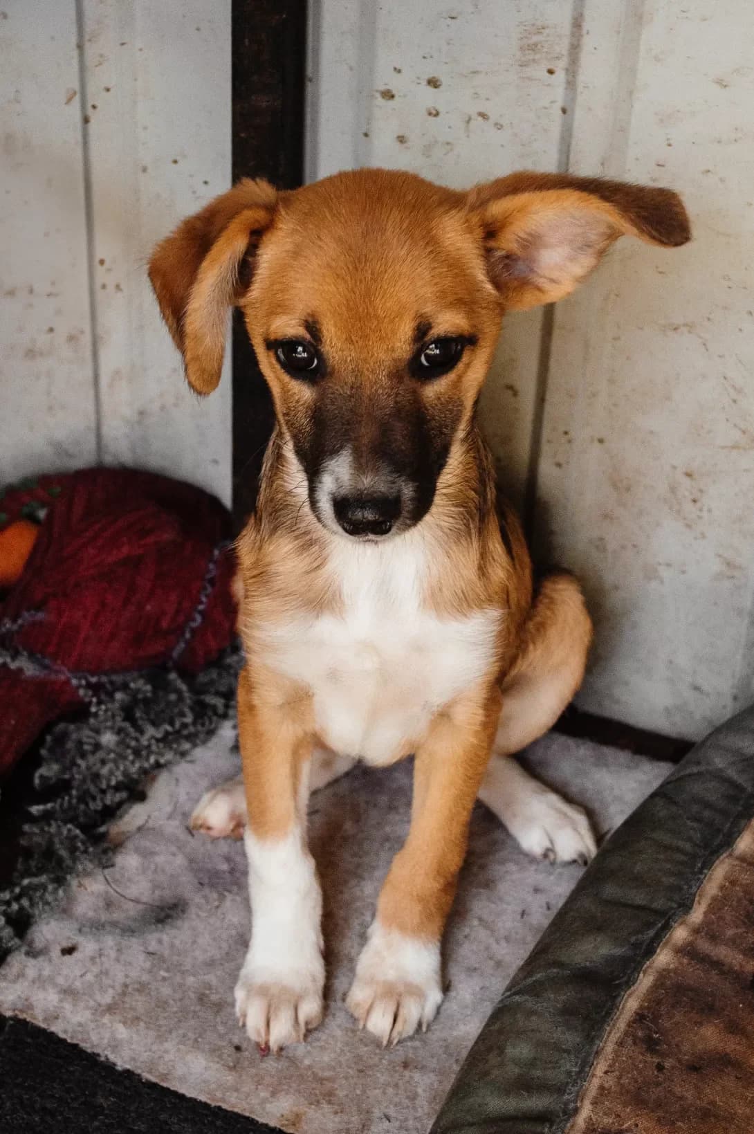 Tsutsenya (Цуценя), female puppy Mixed Breed for adoption at Happy Paw Khmelnytskyi Oblast