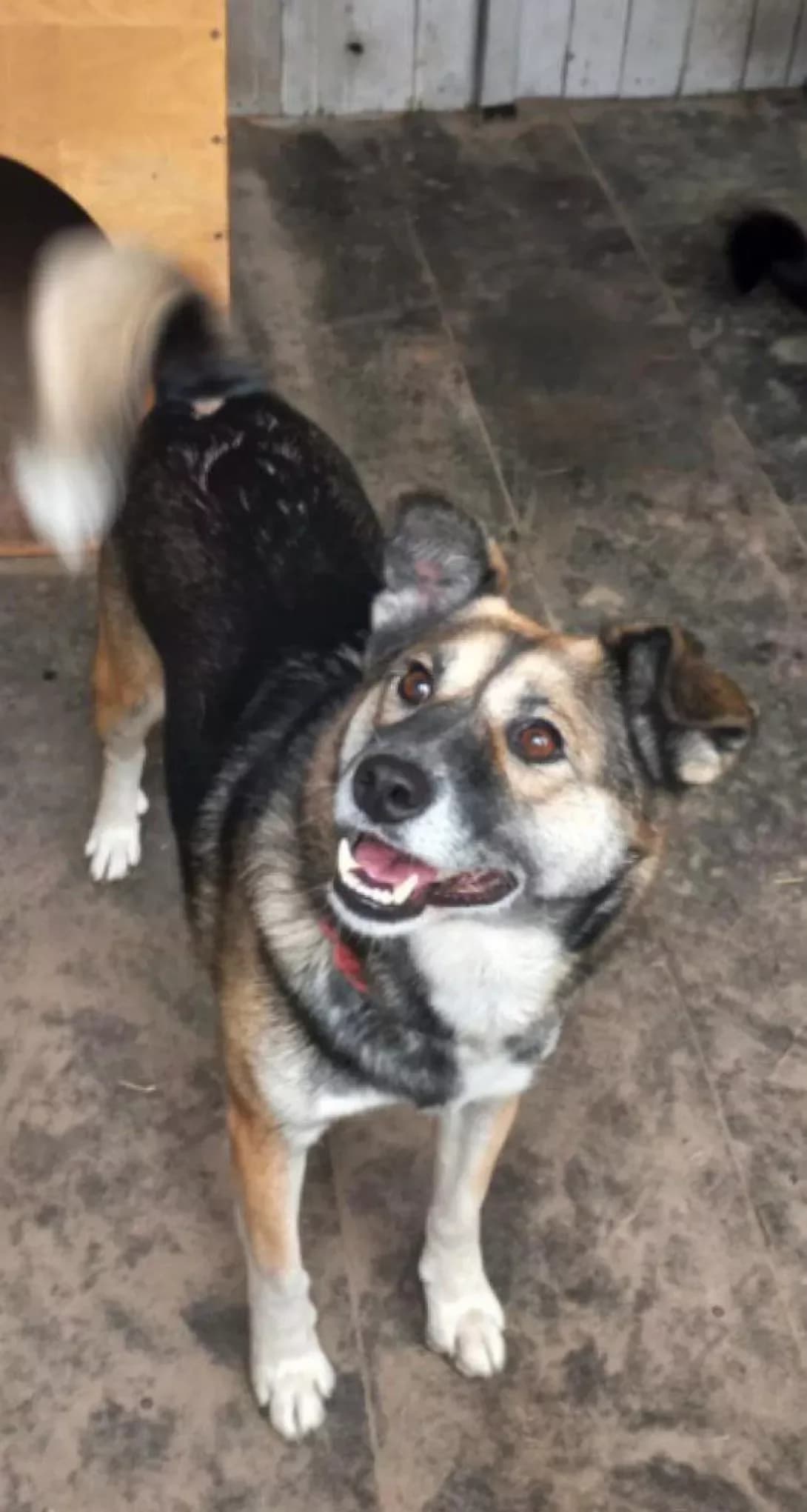Miya (Мія), female 4yo Mixed Breed for adoption at Happy Paw Poltava