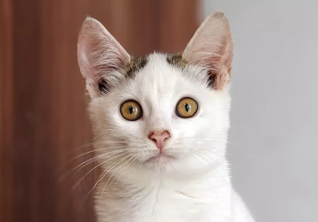 Sovushka (Совушка), Mixed Breed (Happy Paw Kyiv)
