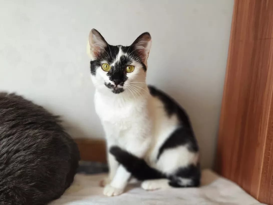 Pandi (Панді), Mixed Breed (Happy Paw Kyiv)