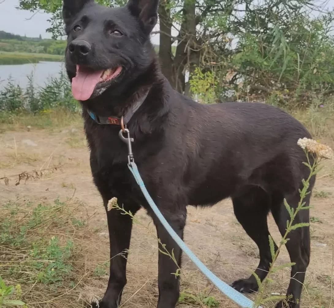Lapa (Лапа), Mixed Breed (Happy Paw Dnipro)