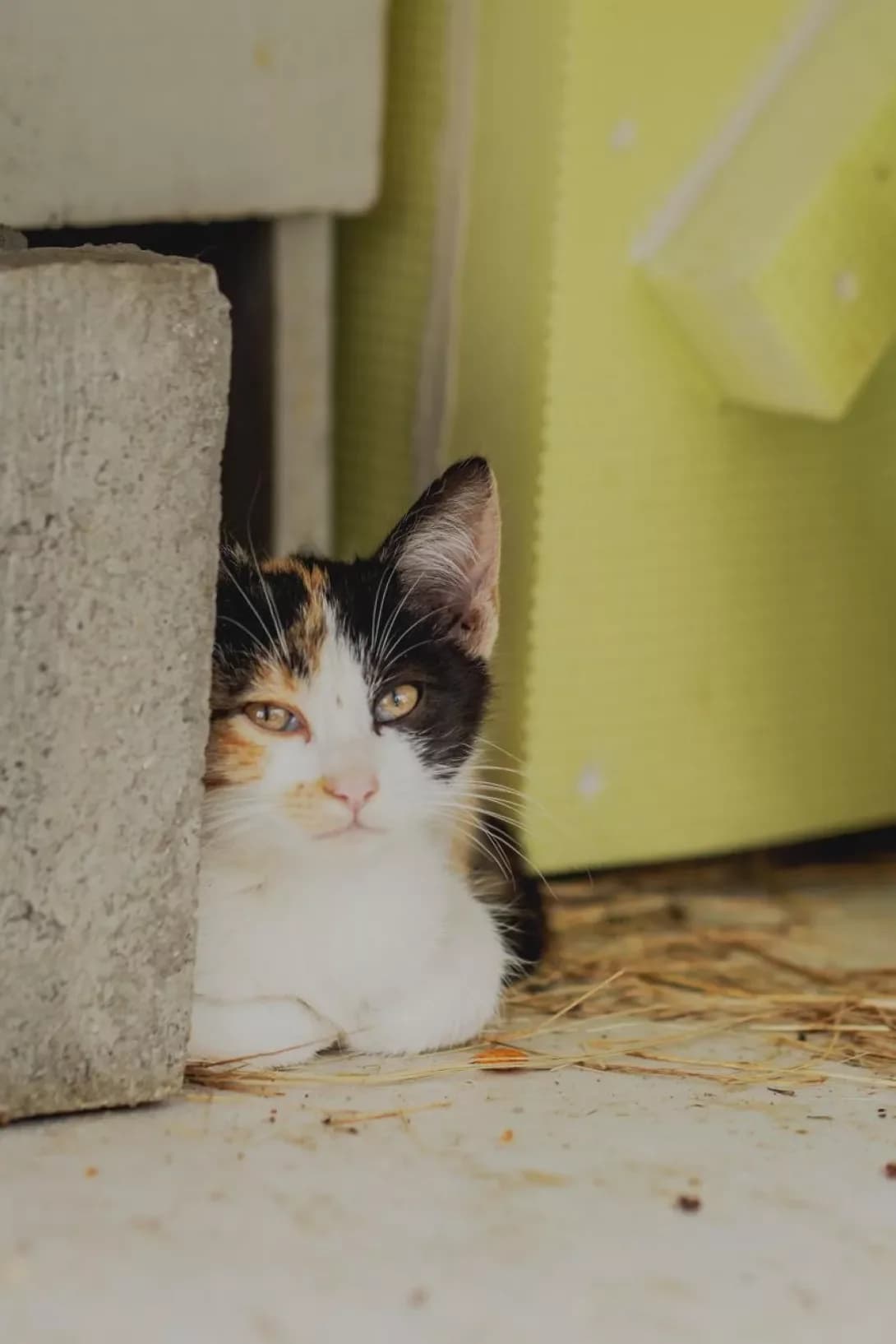 Luna (Луна), Mixed Breed (Happy Paw Kyiv)