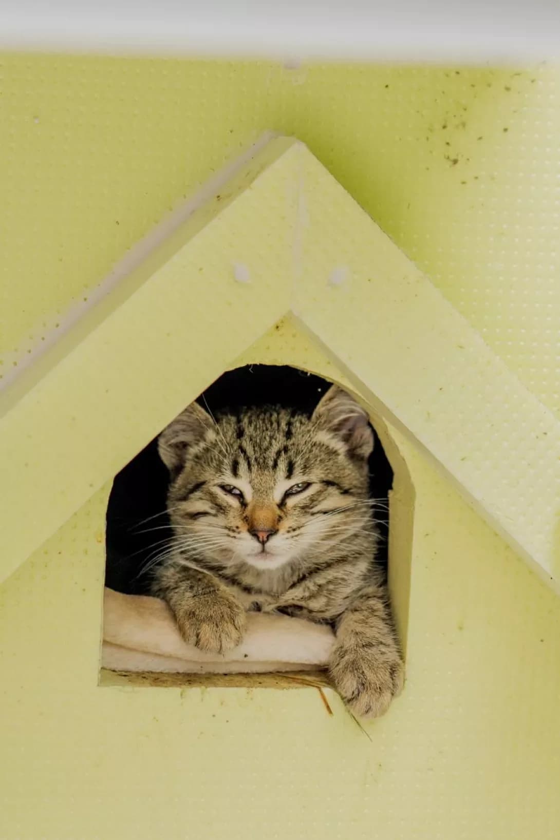 Morti (Морті), Mixed Breed (Happy Paw Kyiv)
