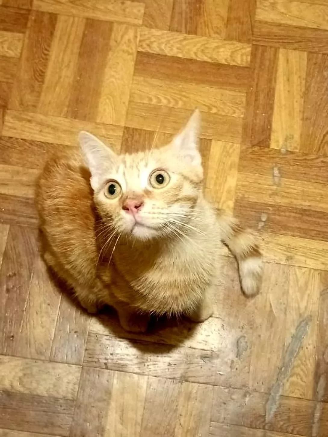 Abrikosik (Абрикосик), male young Mixed Breed for adoption at Happy Paw Cherkasy Oblast