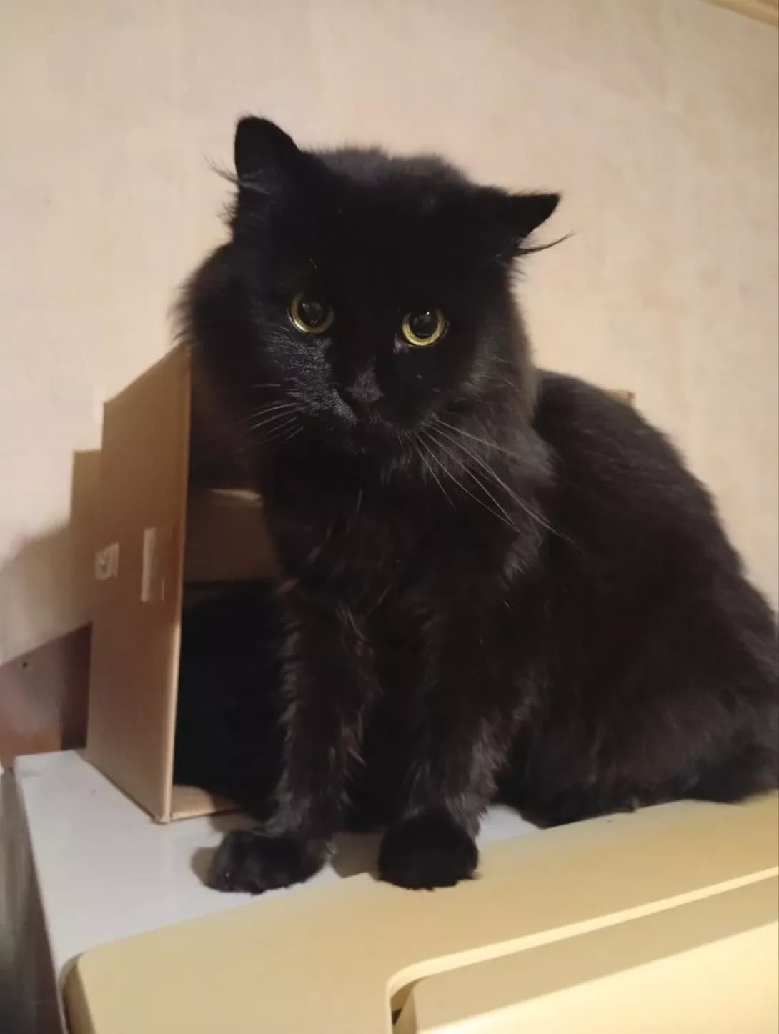 Chornish (Чорниш), male senior Mixed Breed for adoption at Happy Paw Cherkasy Oblast