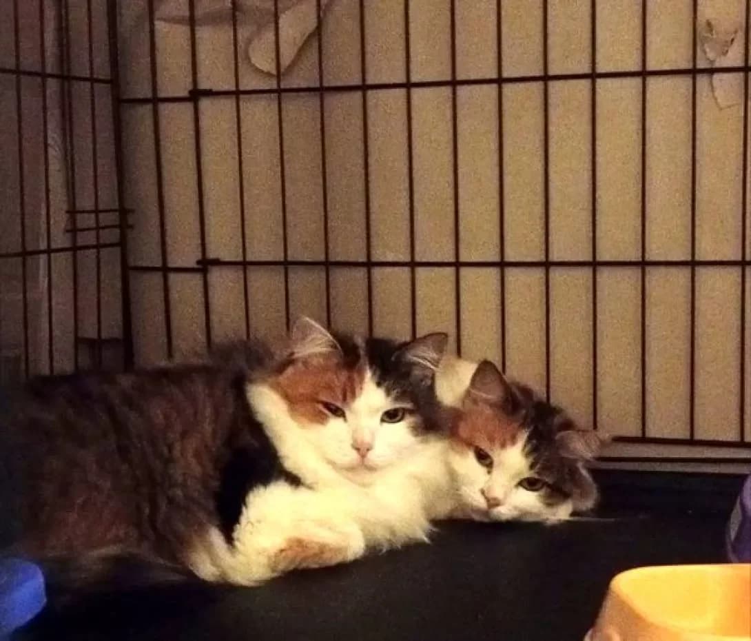 Maya i Miya (Мая і Мія), female 6yo Mixed Breed for adoption at Happy Paw Cherkasy Oblast