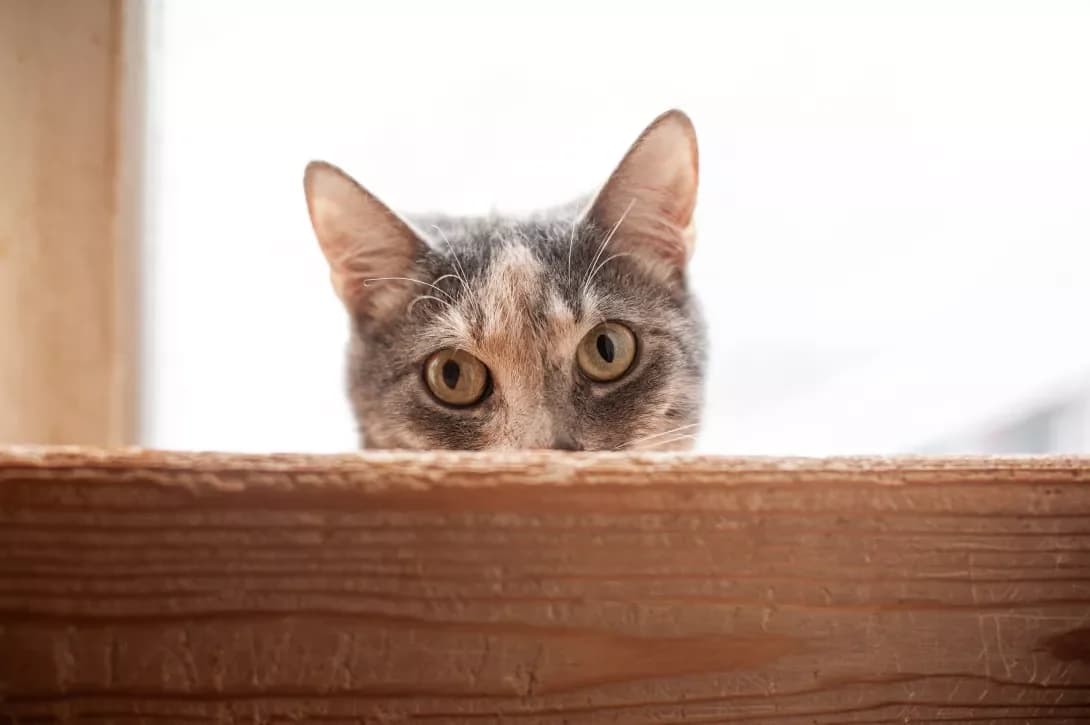 Nika (Ніка), female 7yo Mixed Breed for adoption at Happy Paw Cherkasy Oblast