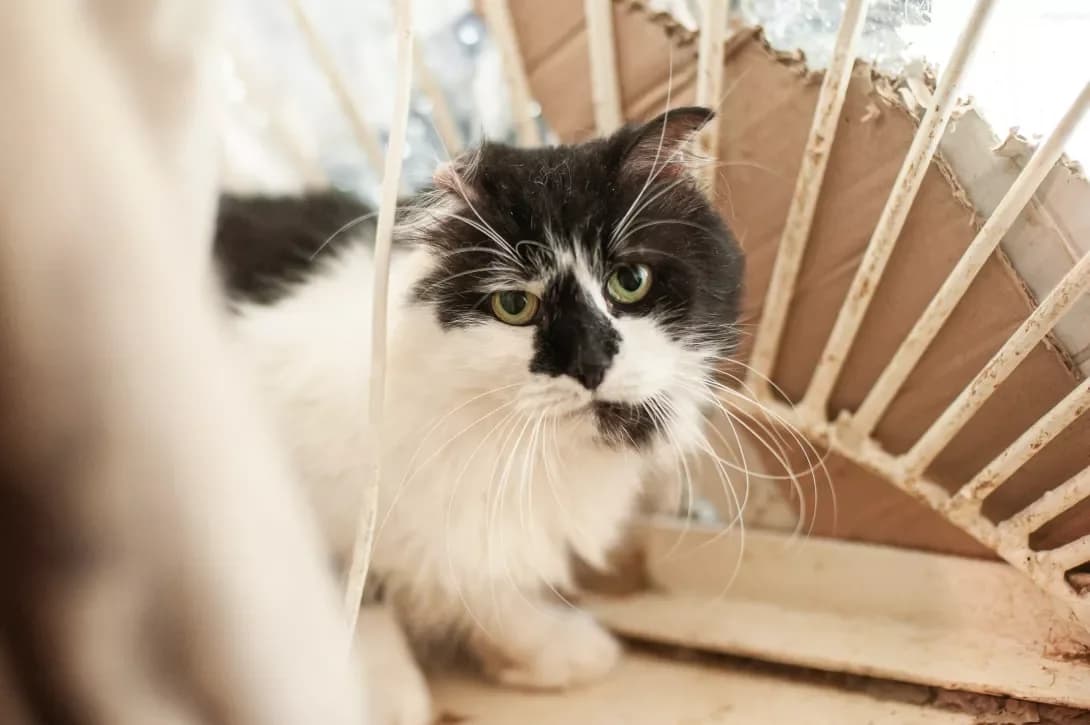 Borisfen (Борисфен), male senior Mixed Breed for adoption at Happy Paw Cherkasy Oblast