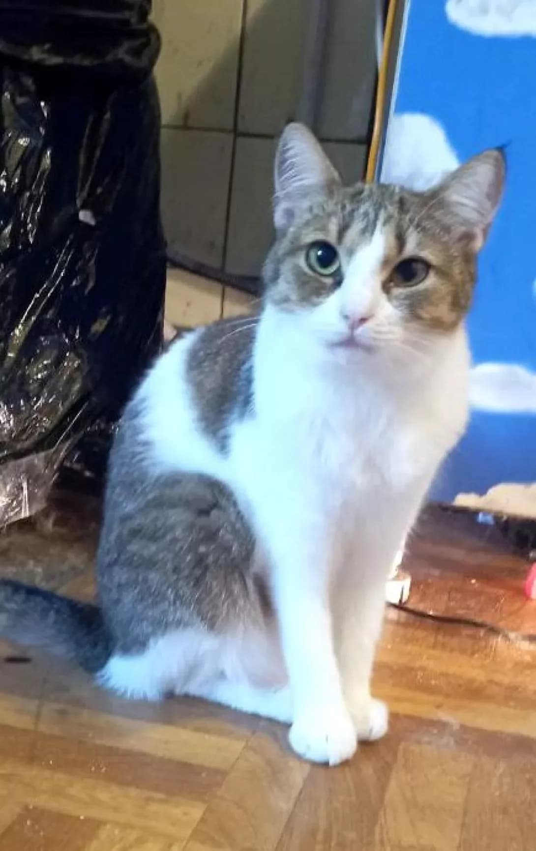 Milana (Мілана), female 6yo Mixed Breed for adoption at Happy Paw Cherkasy Oblast