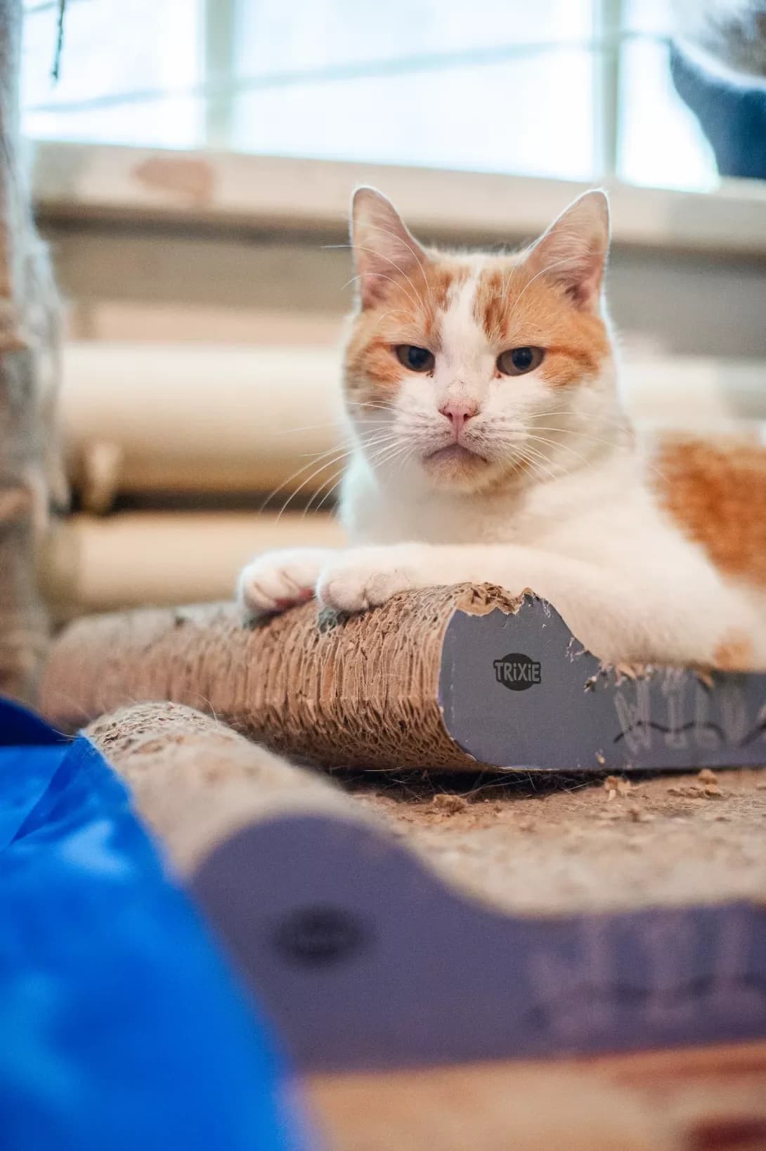 Tsvirin (Цвірінь), male 7yo Mixed Breed for adoption at Happy Paw Cherkasy Oblast