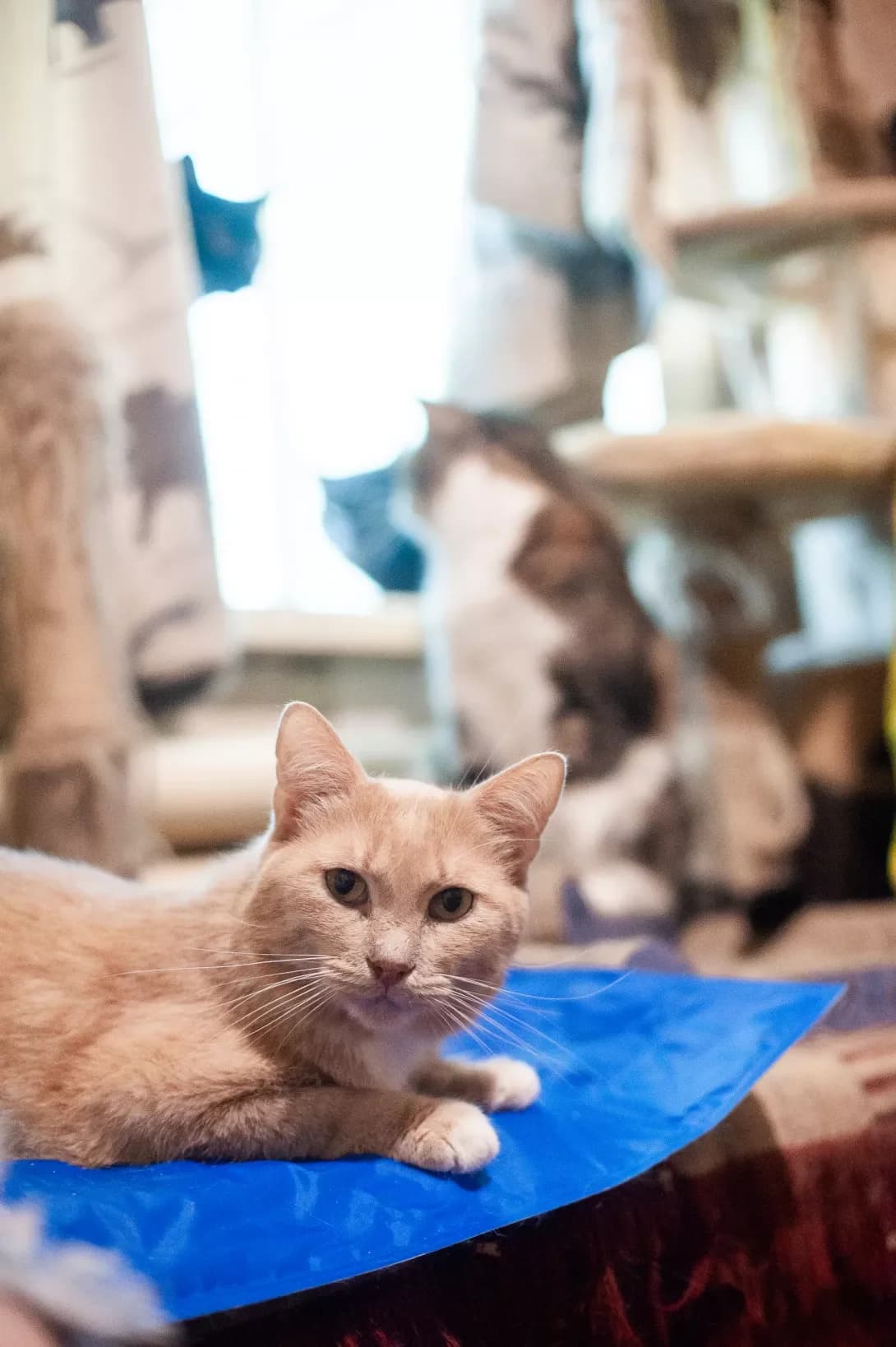 Persik (Персик), male senior Mixed Breed for adoption at Happy Paw Cherkasy Oblast