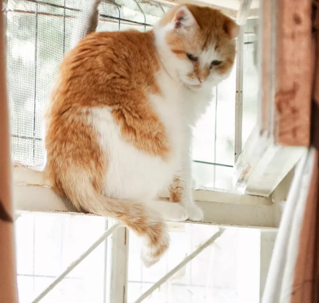 Tayfun (Тайфун), male senior Mixed Breed for adoption at Happy Paw Cherkasy Oblast