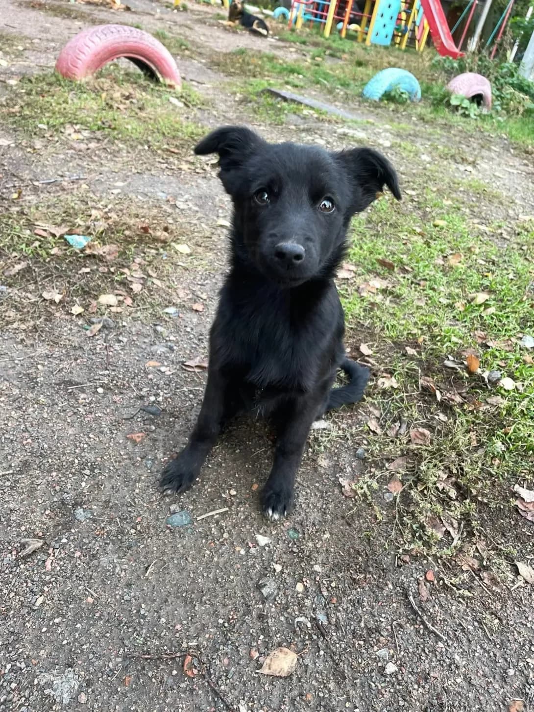 Gayka (Гайка), female puppy Mixed Breed for adoption at Happy Paw Kirovohrad