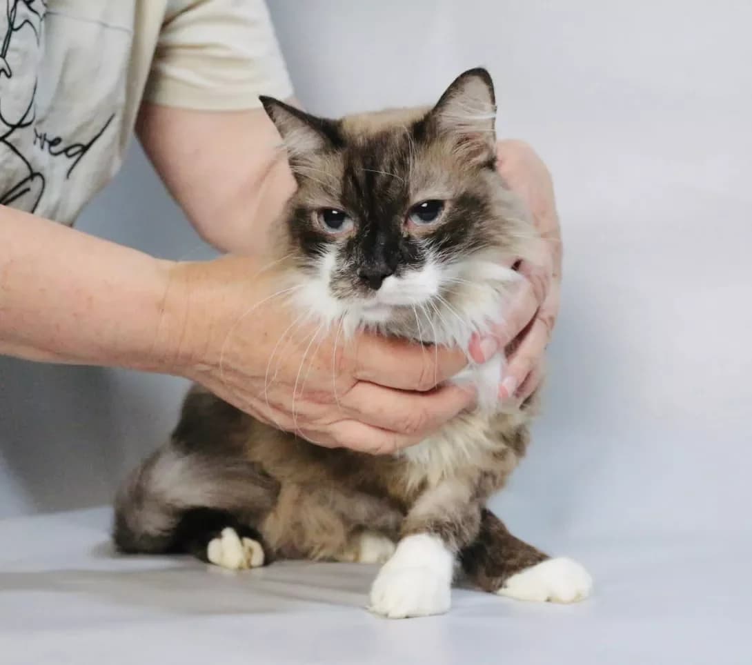 Stefa (Стефа), Mixed Breed (Happy Paw Kyiv)