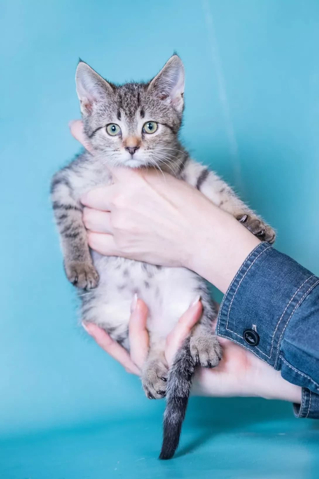 Nik (Нік), Mixed Breed (Happy Paw Kyiv)
