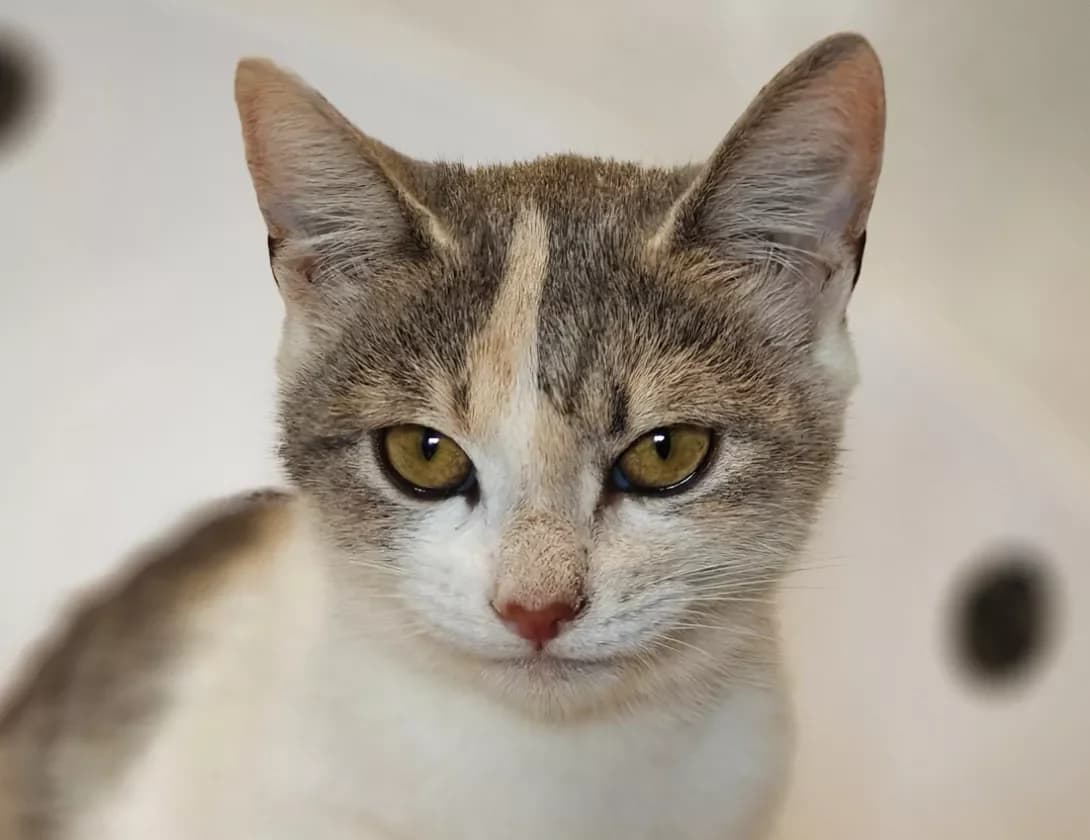 Mriya (Мрія), Mixed Breed (Happy Paw Kyiv)