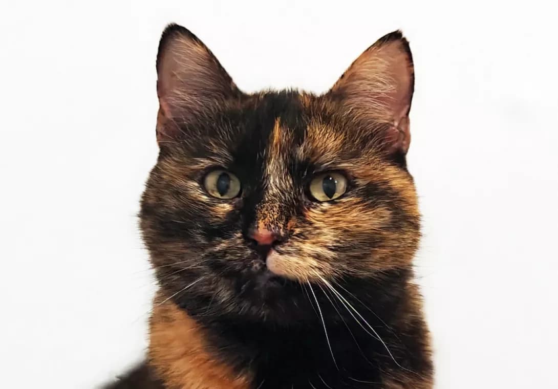 Kendi (Кенді), Mixed Breed (Happy Paw Kyiv)