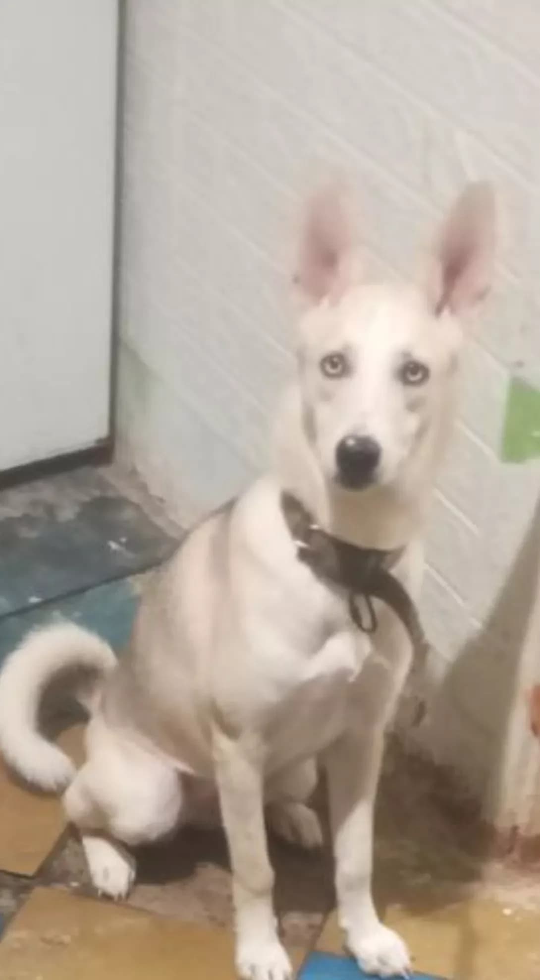Lilu (Лілу), female young Mixed Breed for adoption at Happy Paw Zaporizhzhia