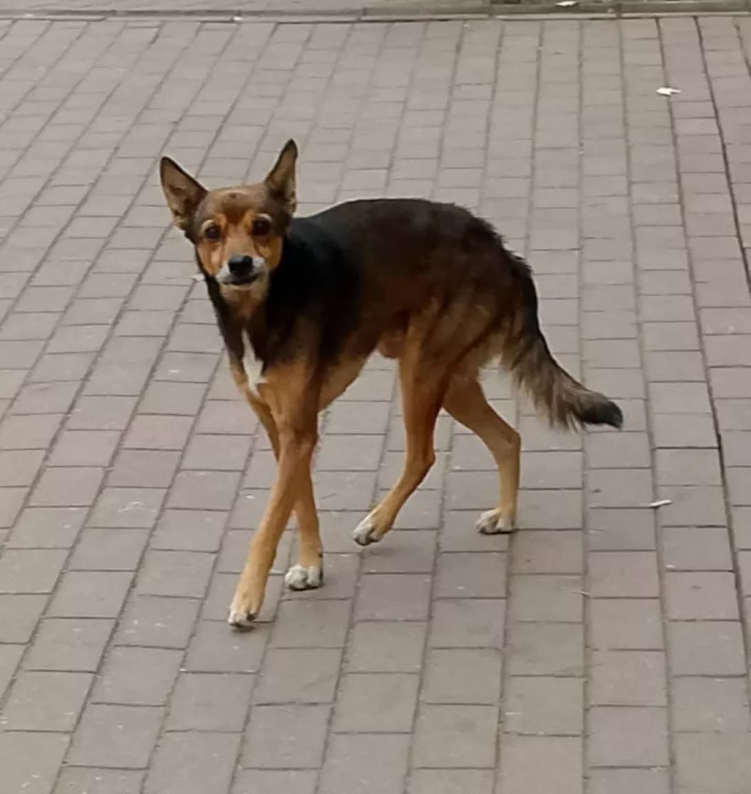 Rudi (Руді), male 7yo Mixed Breed for adoption at Happy Paw Zaporizhzhia