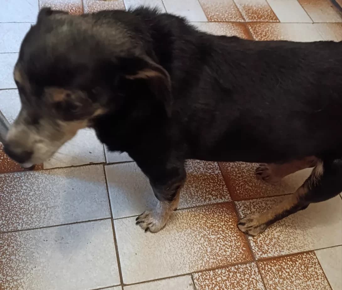 Charli (Чарлі), male senior Mixed Breed for adoption at Happy Paw Zaporizhzhia