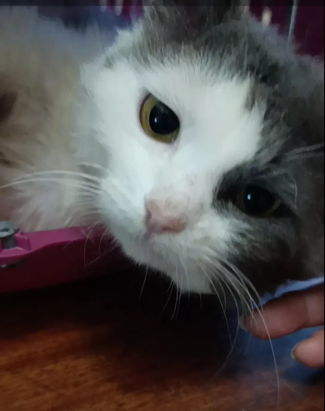 Murchik (Мурчик), male 3yo Mixed Breed for adoption at Happy Paw Zaporizhzhia