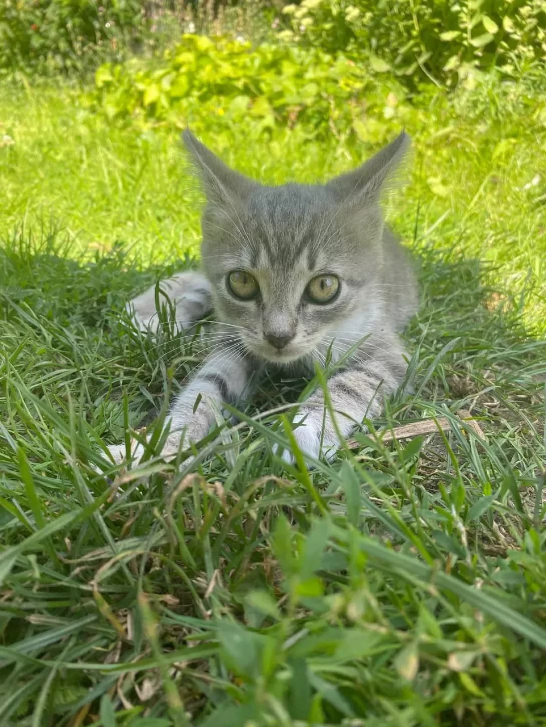 Greysi (Грейсі), female puppy Mixed Breed for adoption at Happy Paw Chernihiv Oblast
