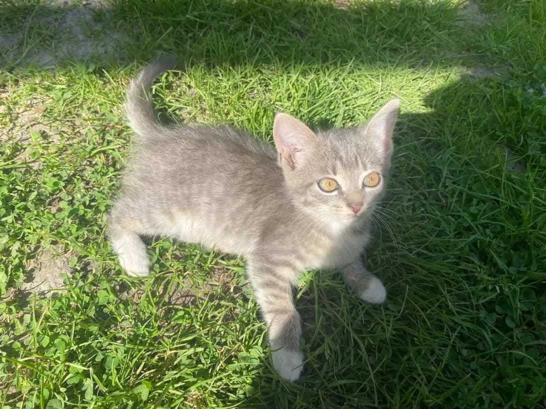 Monro (Монро), female puppy Mixed Breed for adoption at Happy Paw Chernihiv Oblast